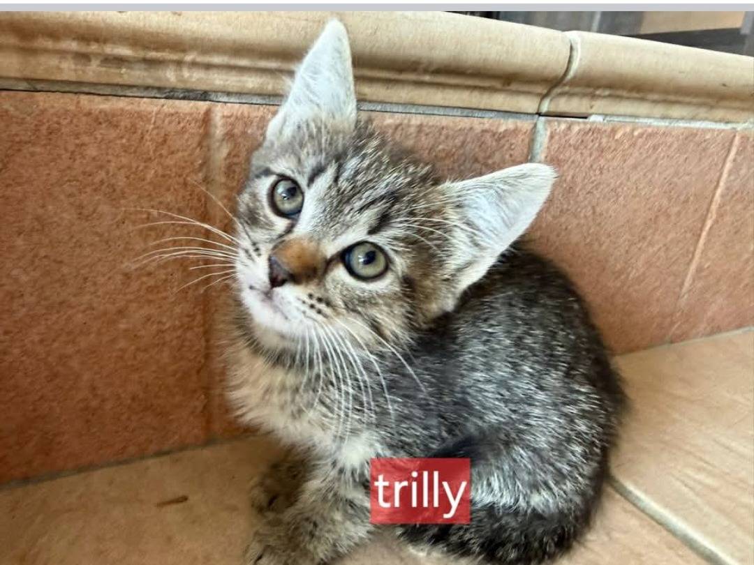 Adotta un gatto, taglia non valida, femmina, Latina