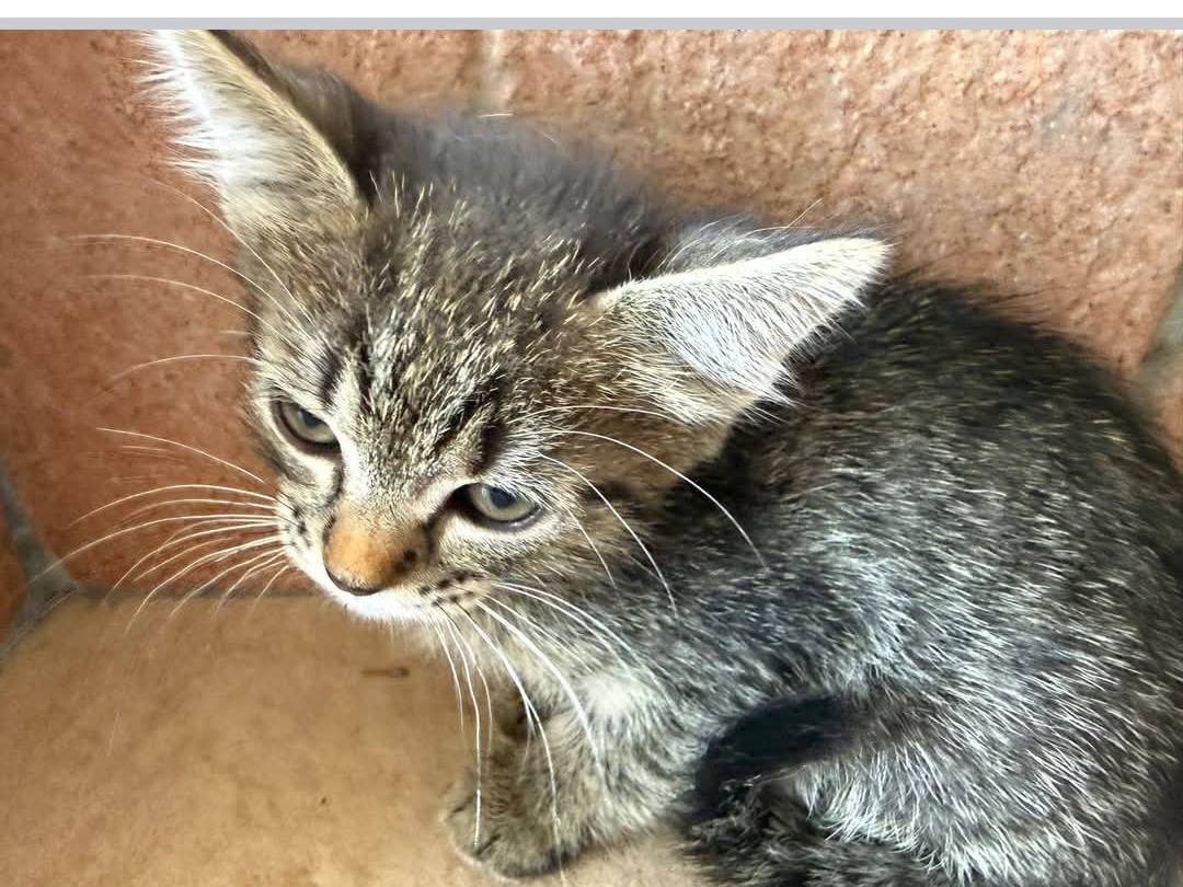 Vuoi adottare un gatto a Latina?