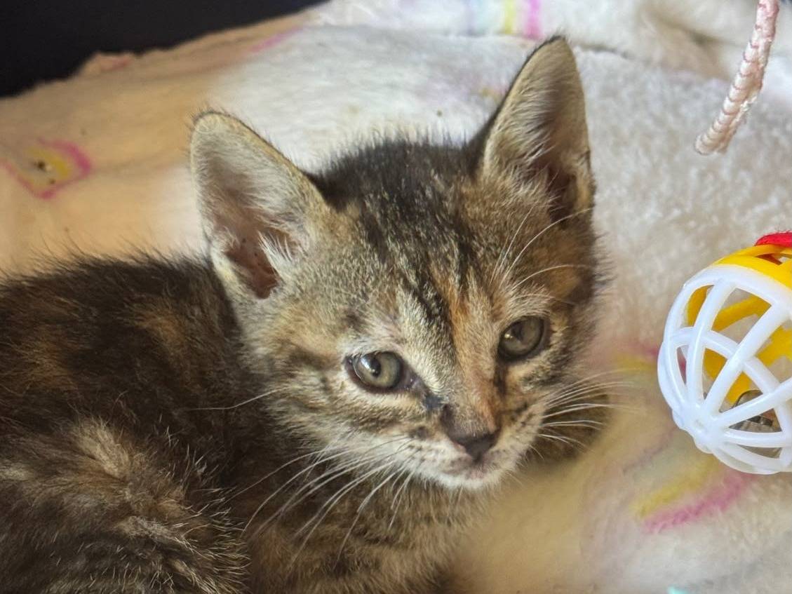 Adozione gatto, femmina, Razza sconosciuta Razza sconosciuta, 2 mesi, taglia non valida, Latina