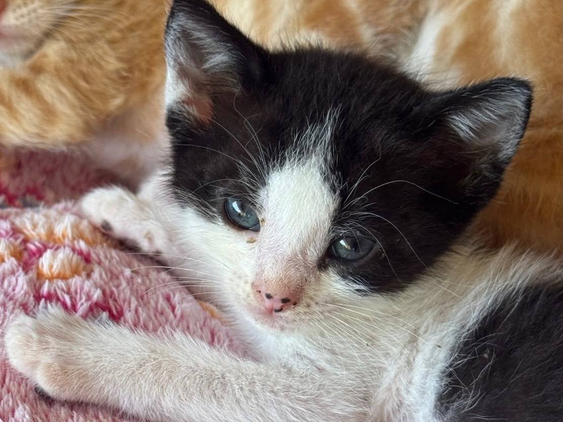 Adotta un gatto, femmina, 2 mesi, Latina