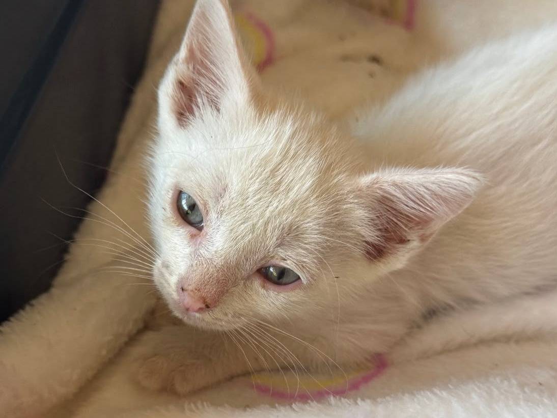 Adozione gatto, maschio, Razza sconosciuta Razza sconosciuta, 2 mesi, taglia non valida, Latina