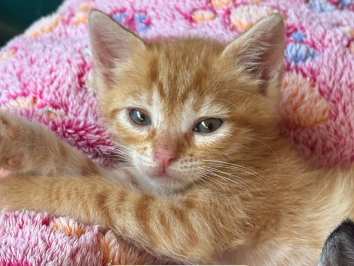 Adotta un gatto, maschio, 2 mesi, Latina