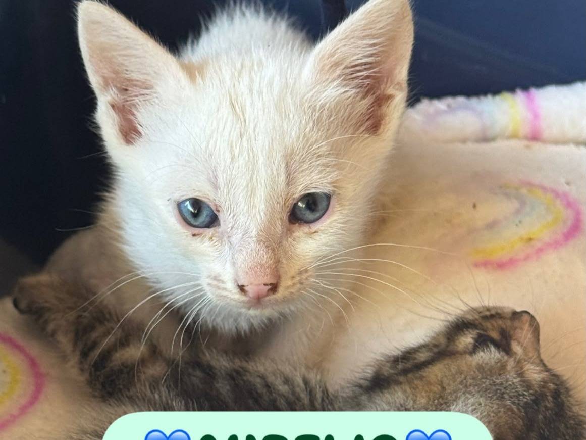 Adotta un gatto, taglia non valida, maschio, Latina