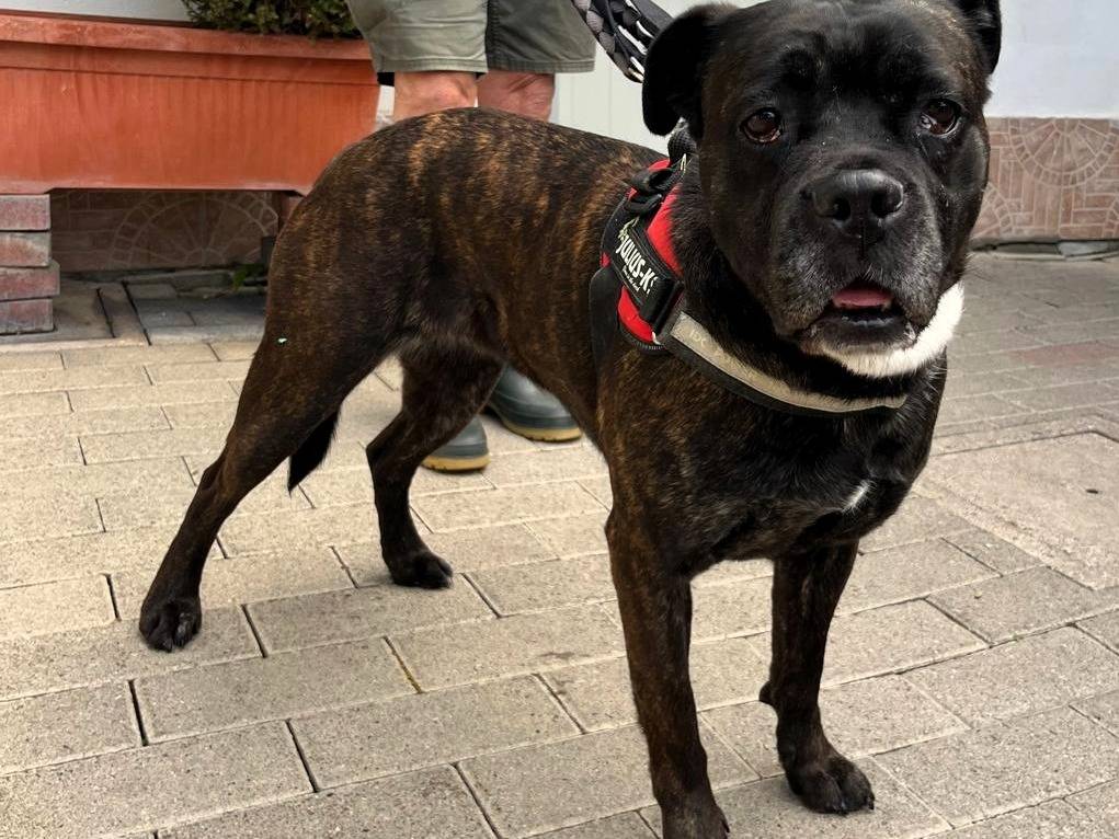 Adozione cane, femmina, Razza sconosciuta Razza sconosciuta, 2 anni e 5 mesi, taglia media, Milano