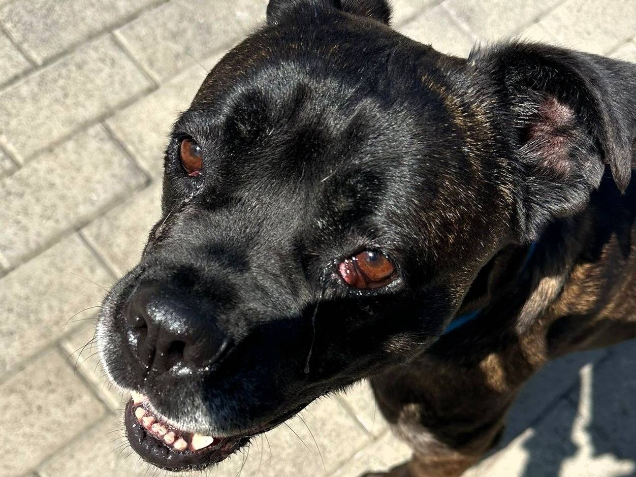Adotta un cane, femmina, 2 anni e 5 mesi, Milano
