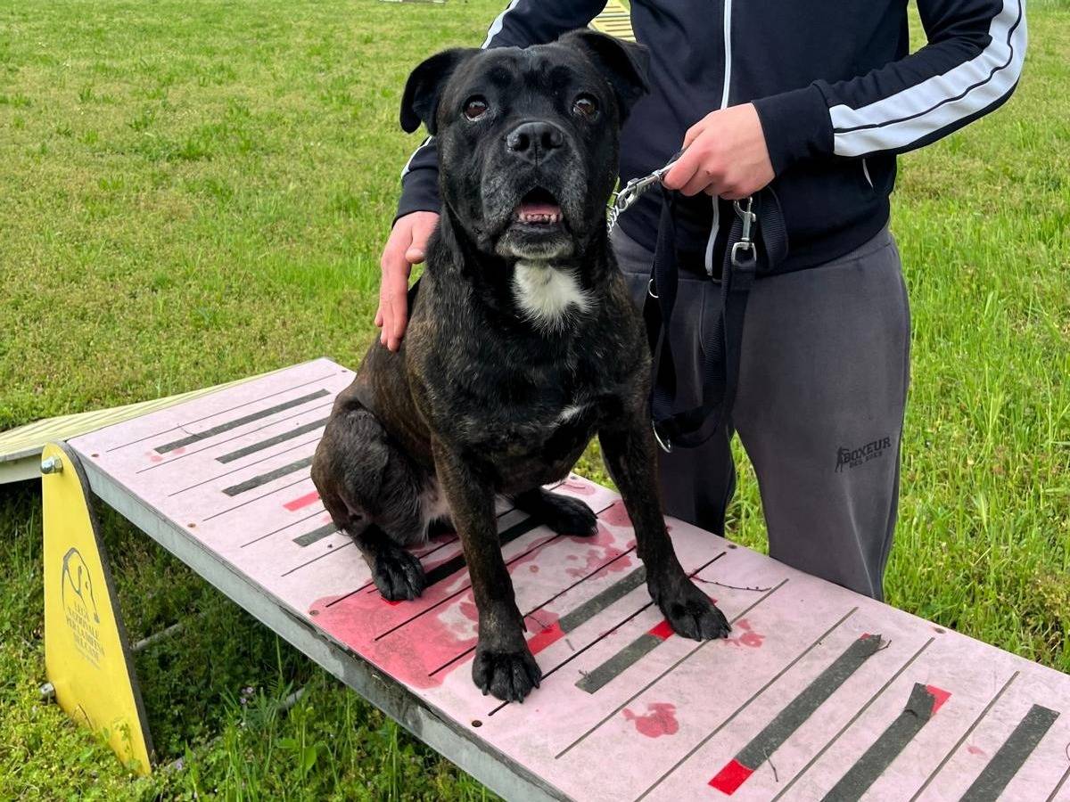 Adotta un cane, taglia media, femmina, Milano
