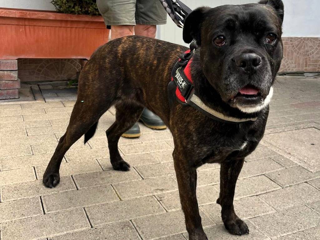 Adozione cane, femmina, Razza sconosciuta Razza sconosciuta, 2 anni e 5 mesi, taglia media, Milano