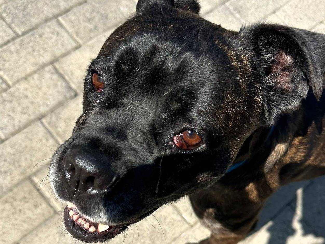 Adotta un cane, femmina, 2 anni e 5 mesi, Milano