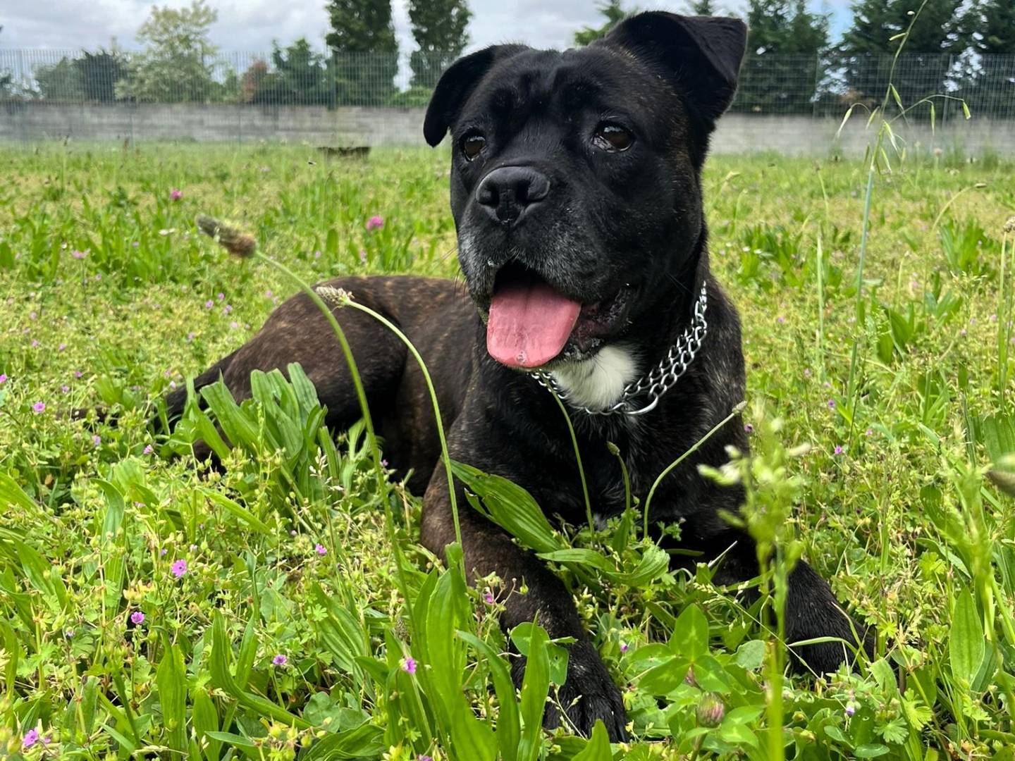 Vuoi adottare un cane a Milano?