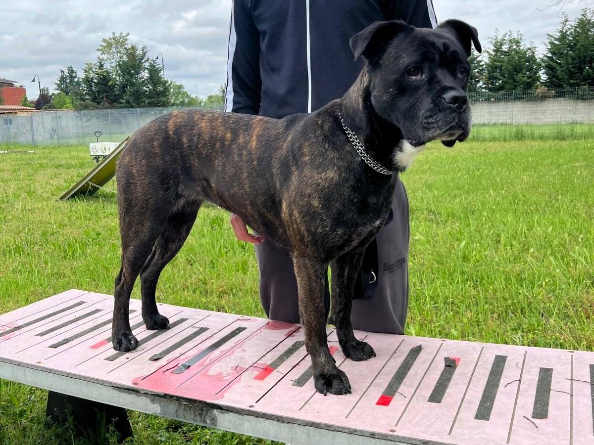 Adotta il cane CHERRY a Milano
