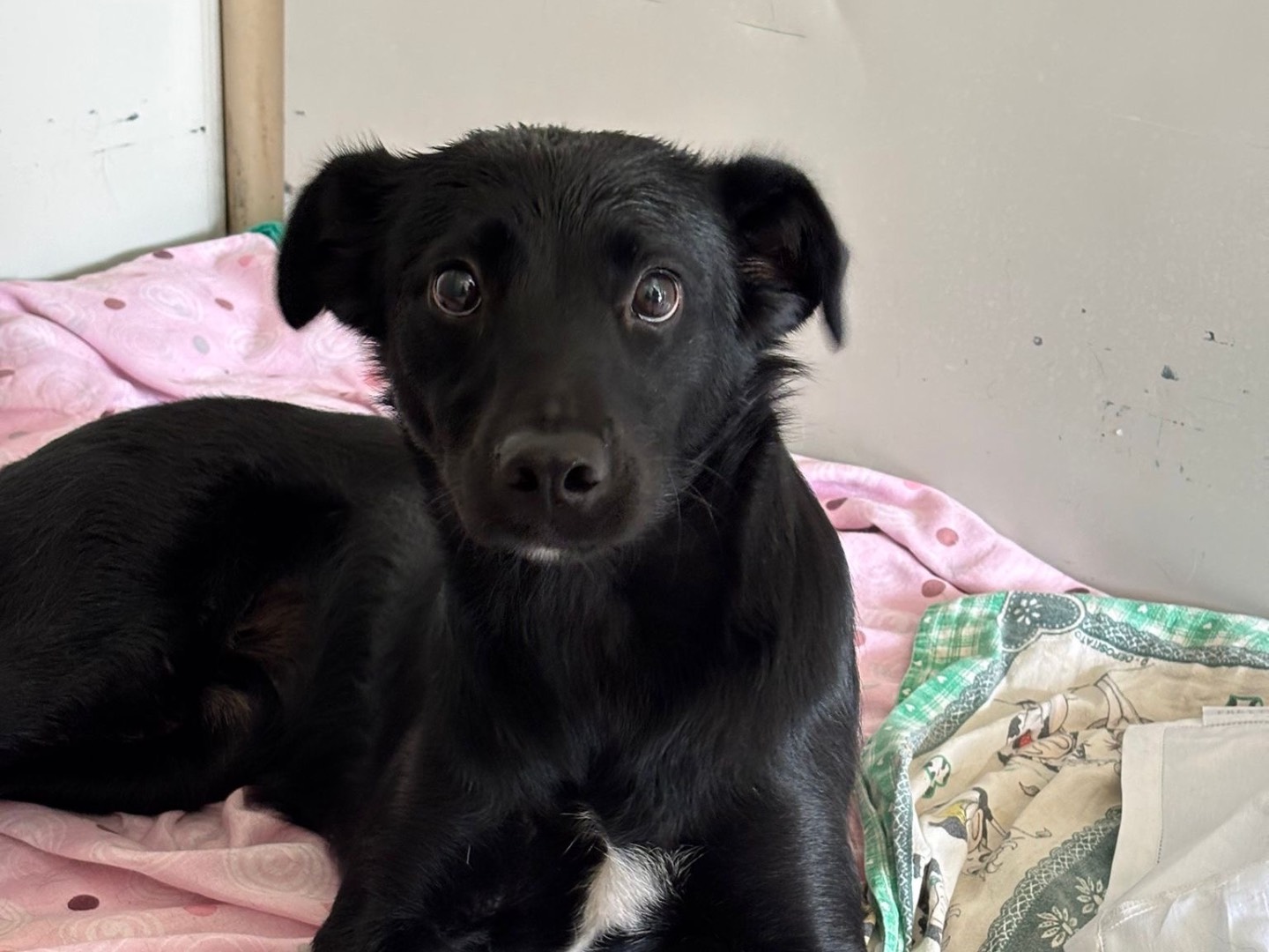 Adotta un cane, femmina, 1 anno e 5 mesi, Milano