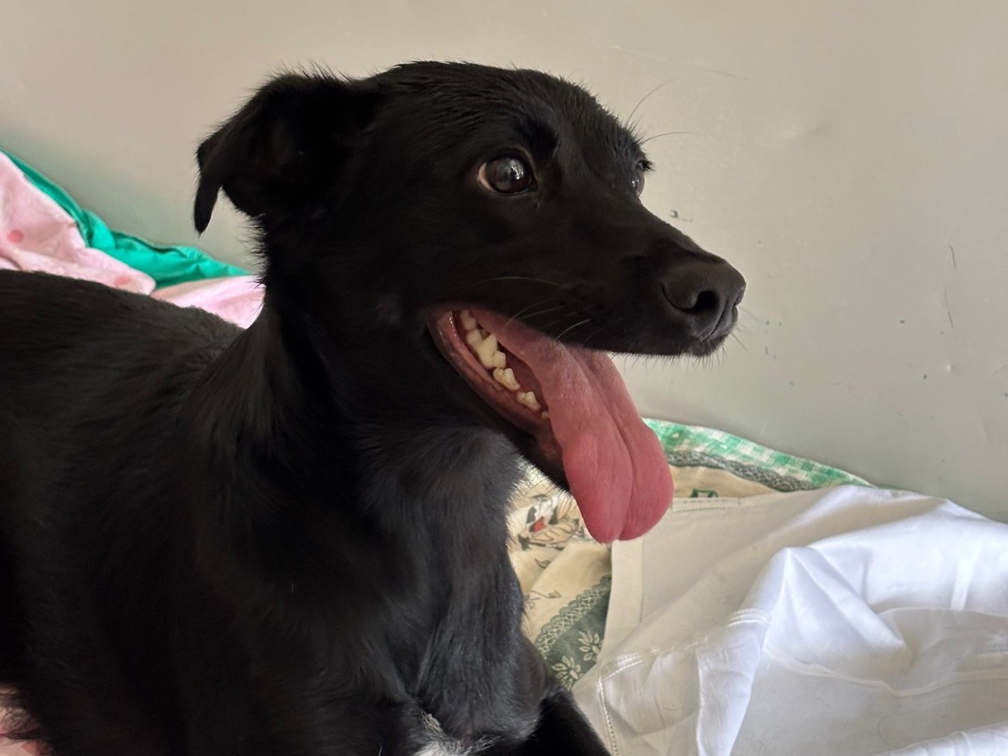 Adotta un cane, taglia media contenuta, femmina, Milano