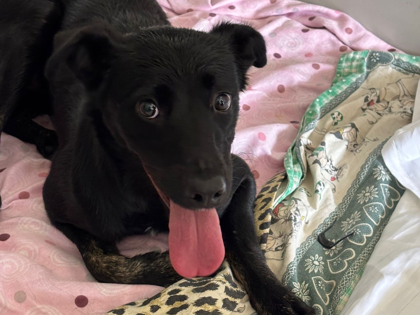 Adozione cane, femmina, Razza sconosciuta Razza sconosciuta, 1 anno e 5 mesi, taglia media contenuta, Milano