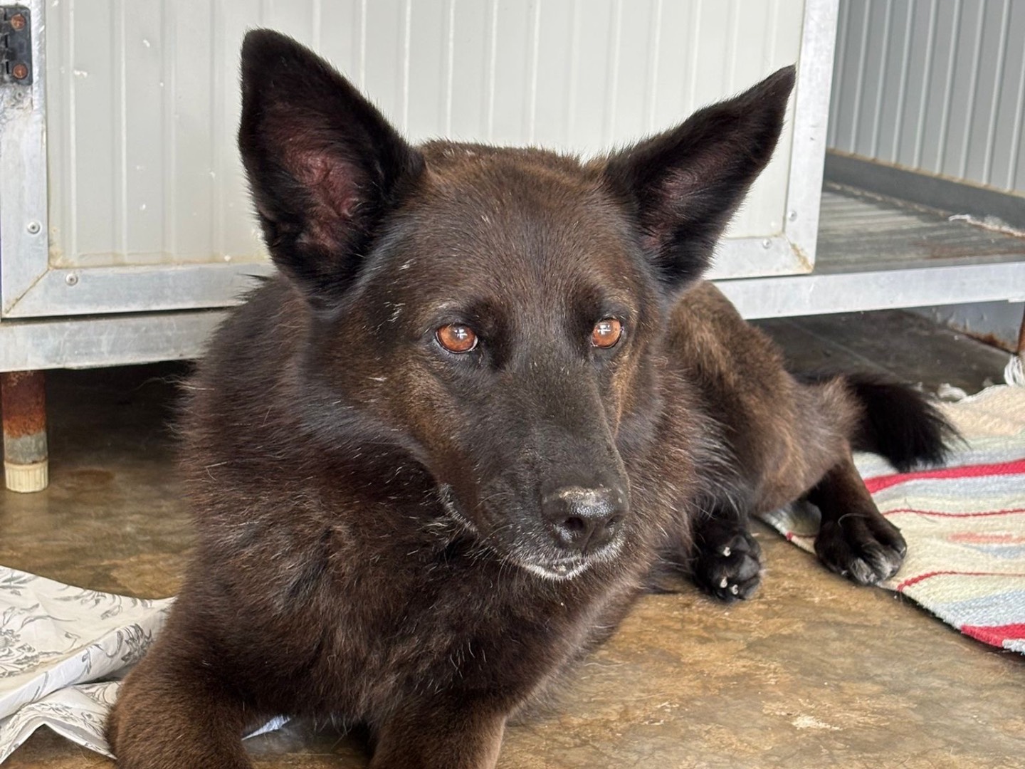 Adozione cane, maschio, Razza sconosciuta Razza sconosciuta, 11 anni e 1 mese, taglia media, Milano