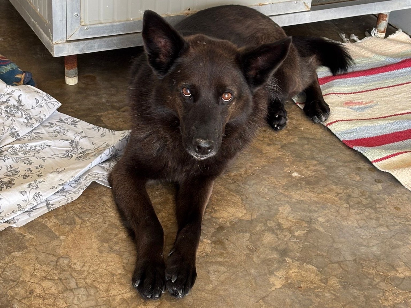 Adotta un cane, maschio, 11 anni e 1 mese, Milano
