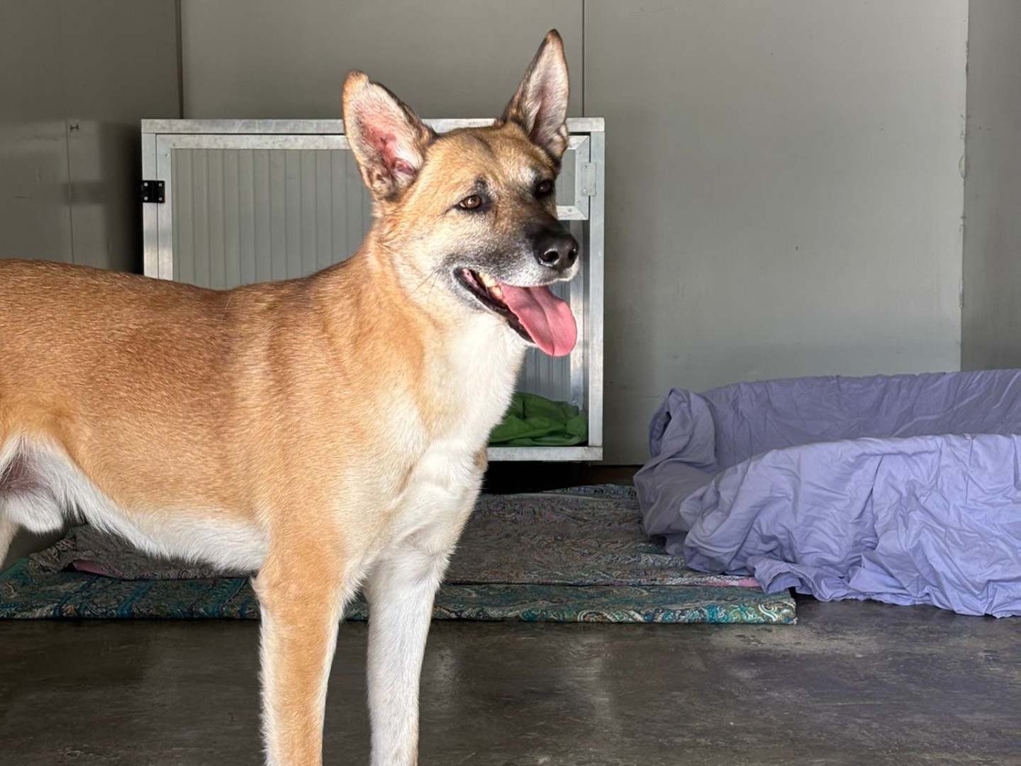 Adozione cane, maschio, Razza sconosciuta Razza sconosciuta, 7 anni e 5 mesi, taglia media, Milano