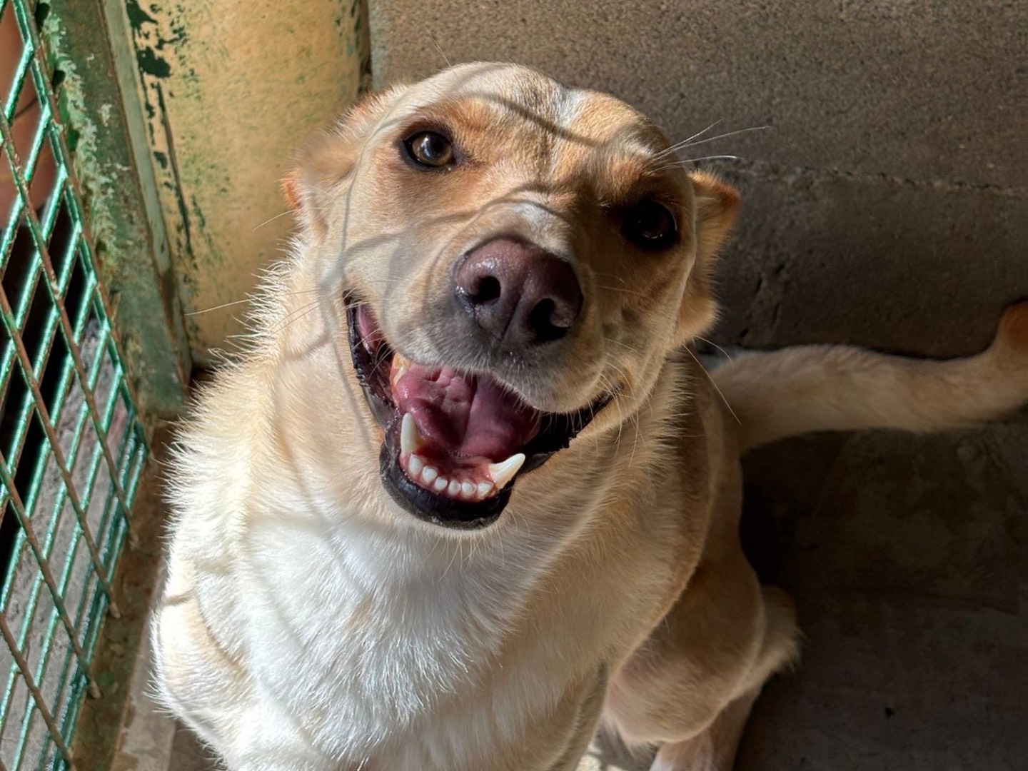 Adozione cane, maschio, Razza sconosciuta Razza sconosciuta, 2 anni e 1 mese, taglia media, Milano