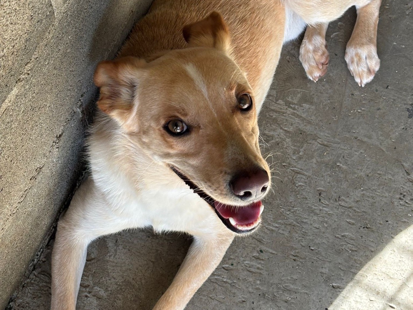Adotta un cane, maschio, 2 anni e 1 mese, Milano