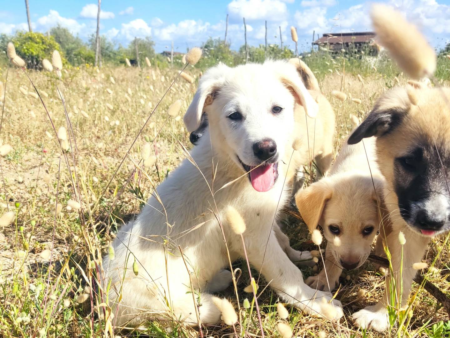 Adozione cane, maschio, Pastore australiano Pastore maremmano, 4 mesi, taglia media, Biella