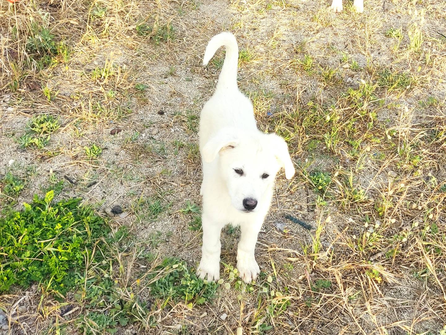 Adotta un cane, maschio, 4 mesi, Biella