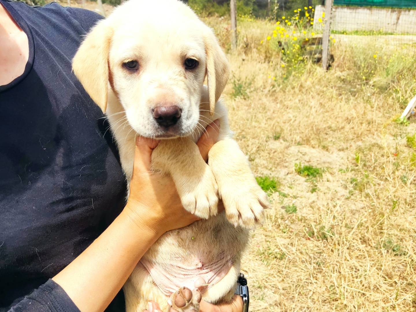 Adozione cane, maschio, Labrador Retriever Razza sconosciuta, 4 mesi, taglia media, Brescia