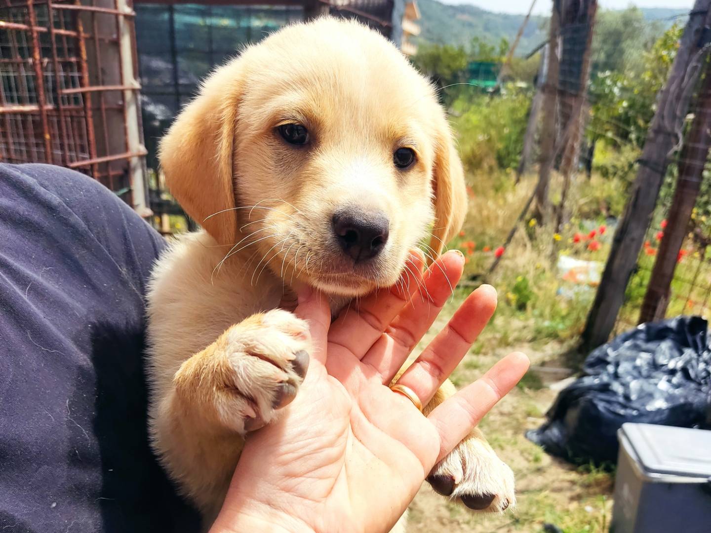 Adotta un cane, maschio, 4 mesi, Brescia