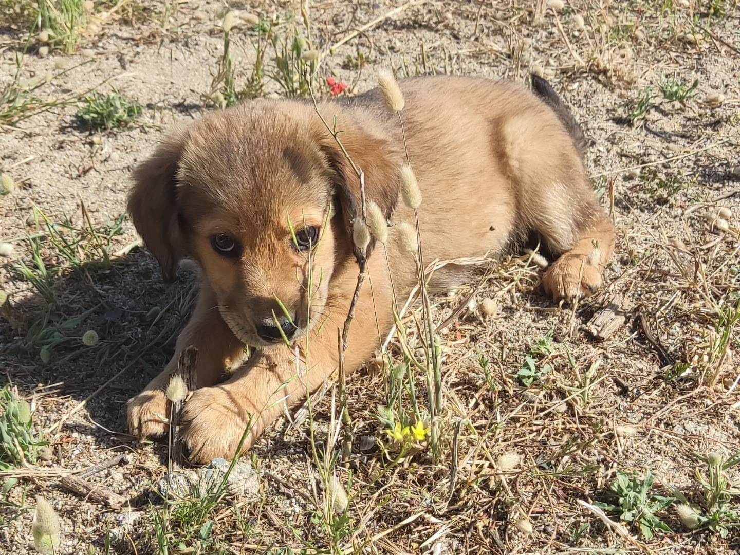 Adotta un cane, taglia media, maschio, Brescia