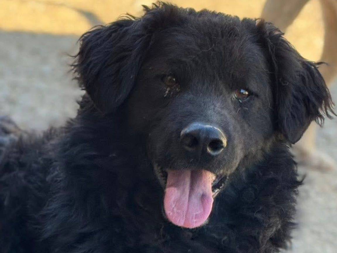 Adozione cane, maschio, Razza sconosciuta Razza sconosciuta, 5 anni, taglia media, Firenze