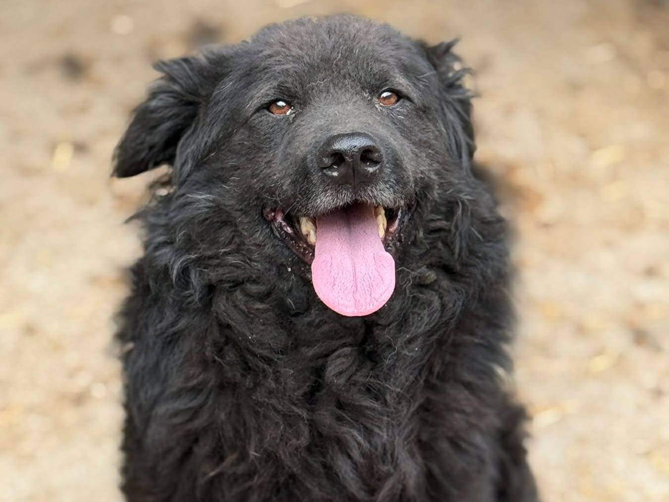 Adotta un cane, maschio, 5 anni, Firenze