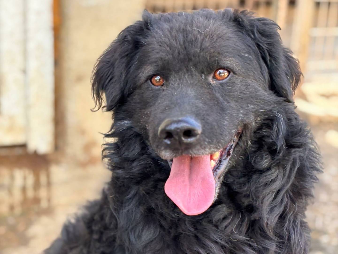 Vuoi adottare un cane a Firenze?