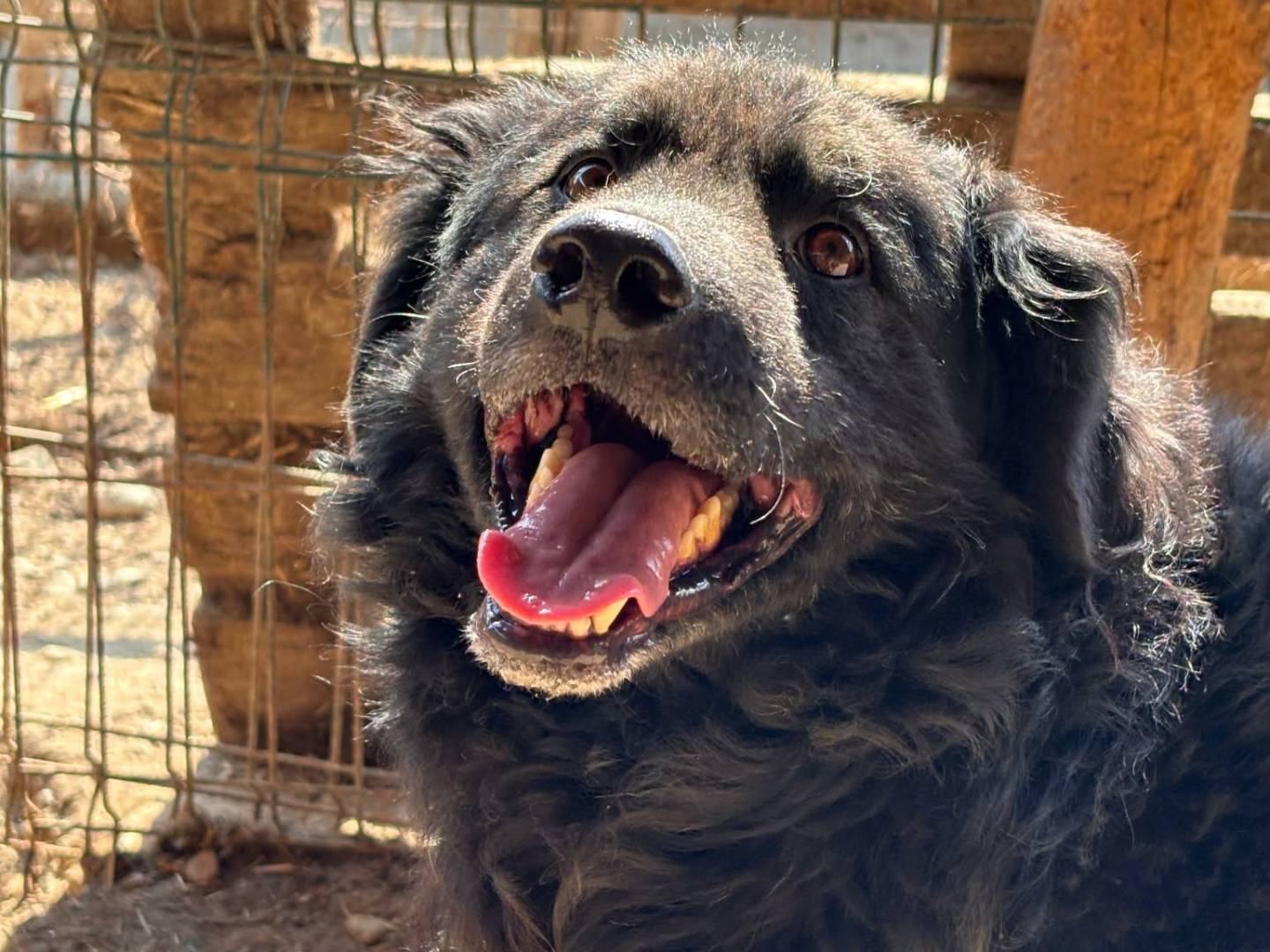 Adotta un cane, taglia media, maschio, Firenze