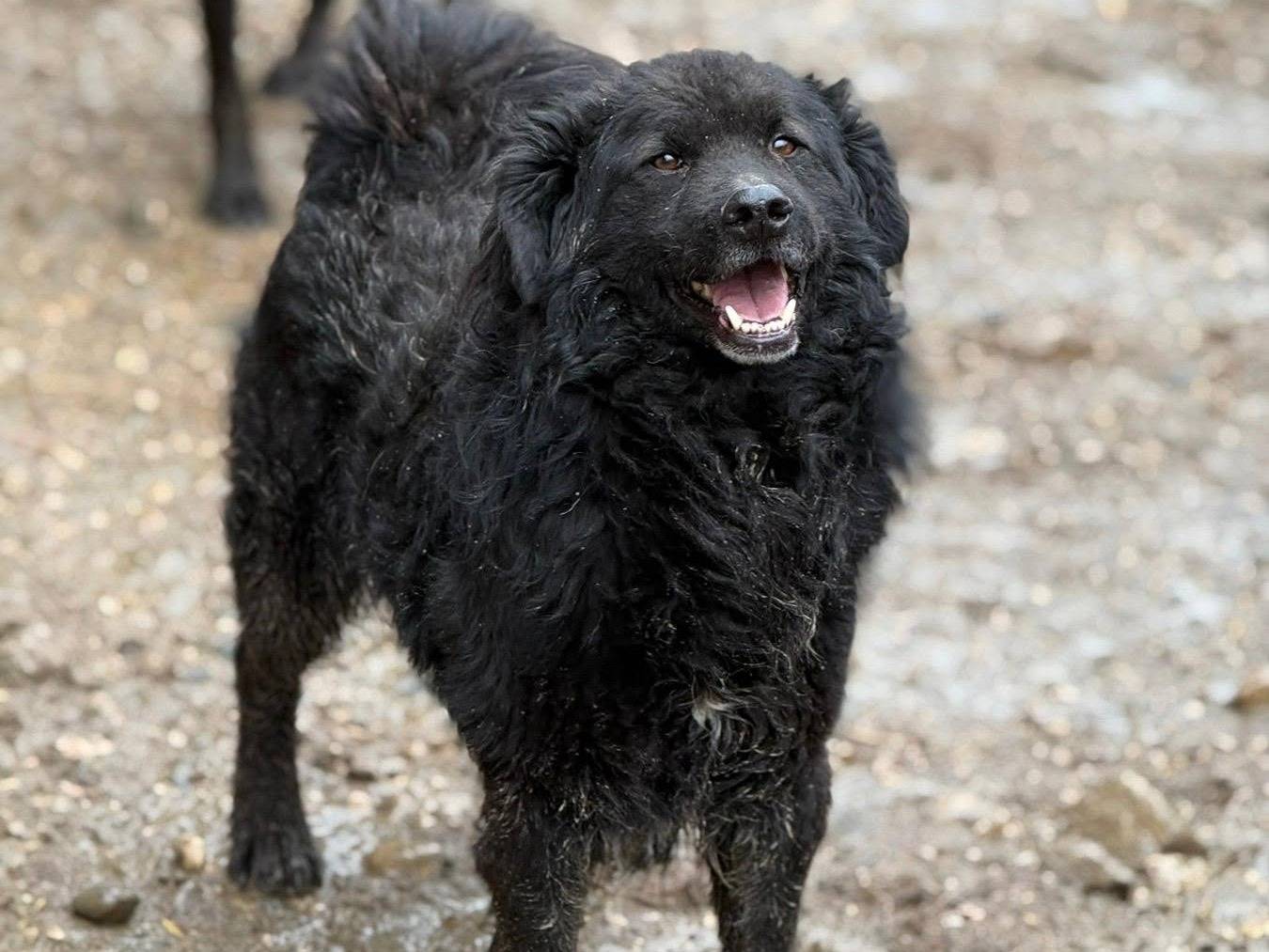 Adotta il cane CONAN a Firenze
