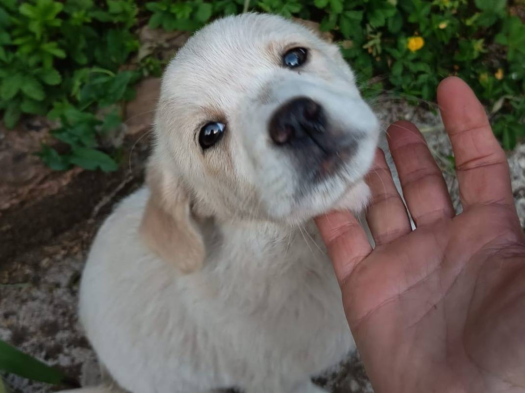 Adozione cane, femmina, Razza sconosciuta Razza sconosciuta, 2 mesi, taglia media, Varese