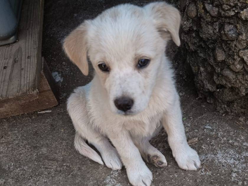 Adotta un cane, femmina, 2 mesi, Varese