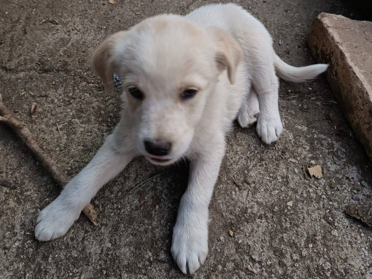 Adotta un cane, taglia media, femmina, Varese