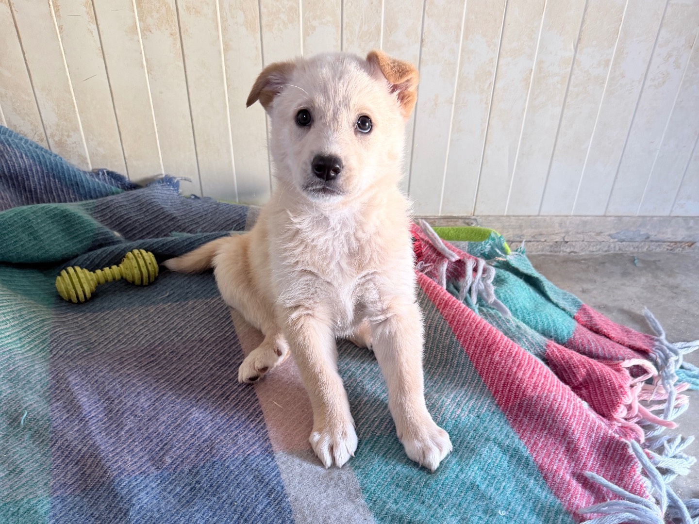Adozione cane, maschio, Razza sconosciuta Razza sconosciuta, 2 mesi, taglia media, Bari