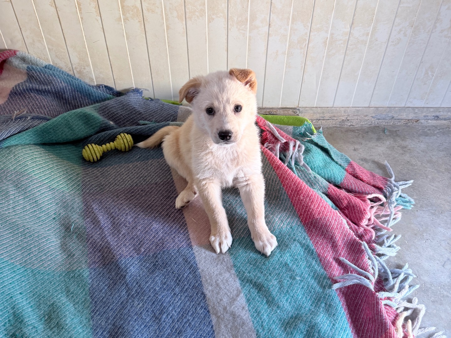 Adotta un cane, maschio, 2 mesi, Bari