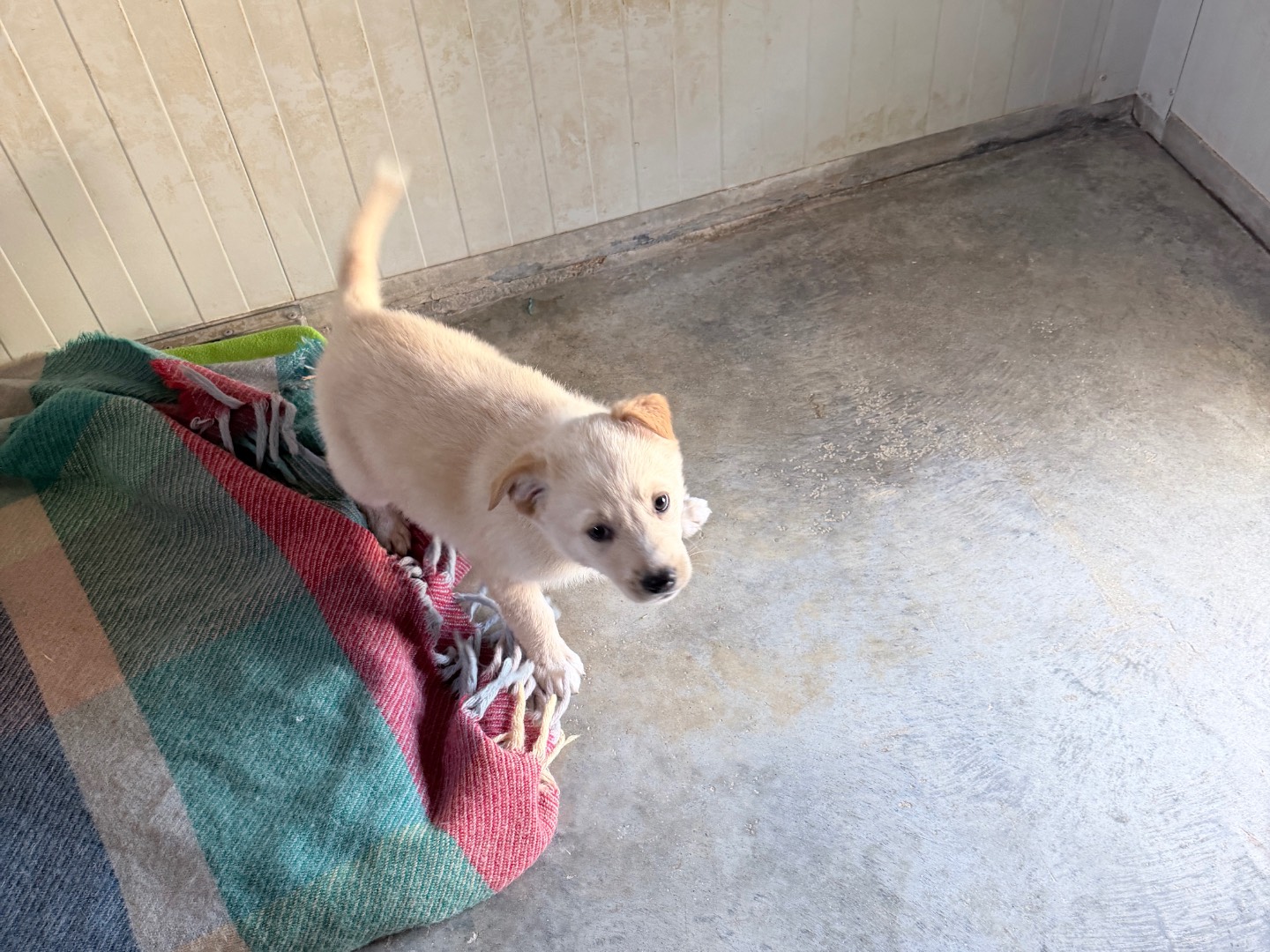Adotta un cane, taglia media, maschio, Bari