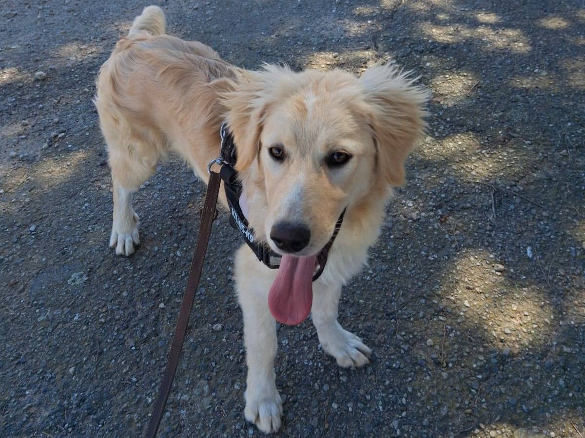 Vuoi adottare un cane a Crotone?
