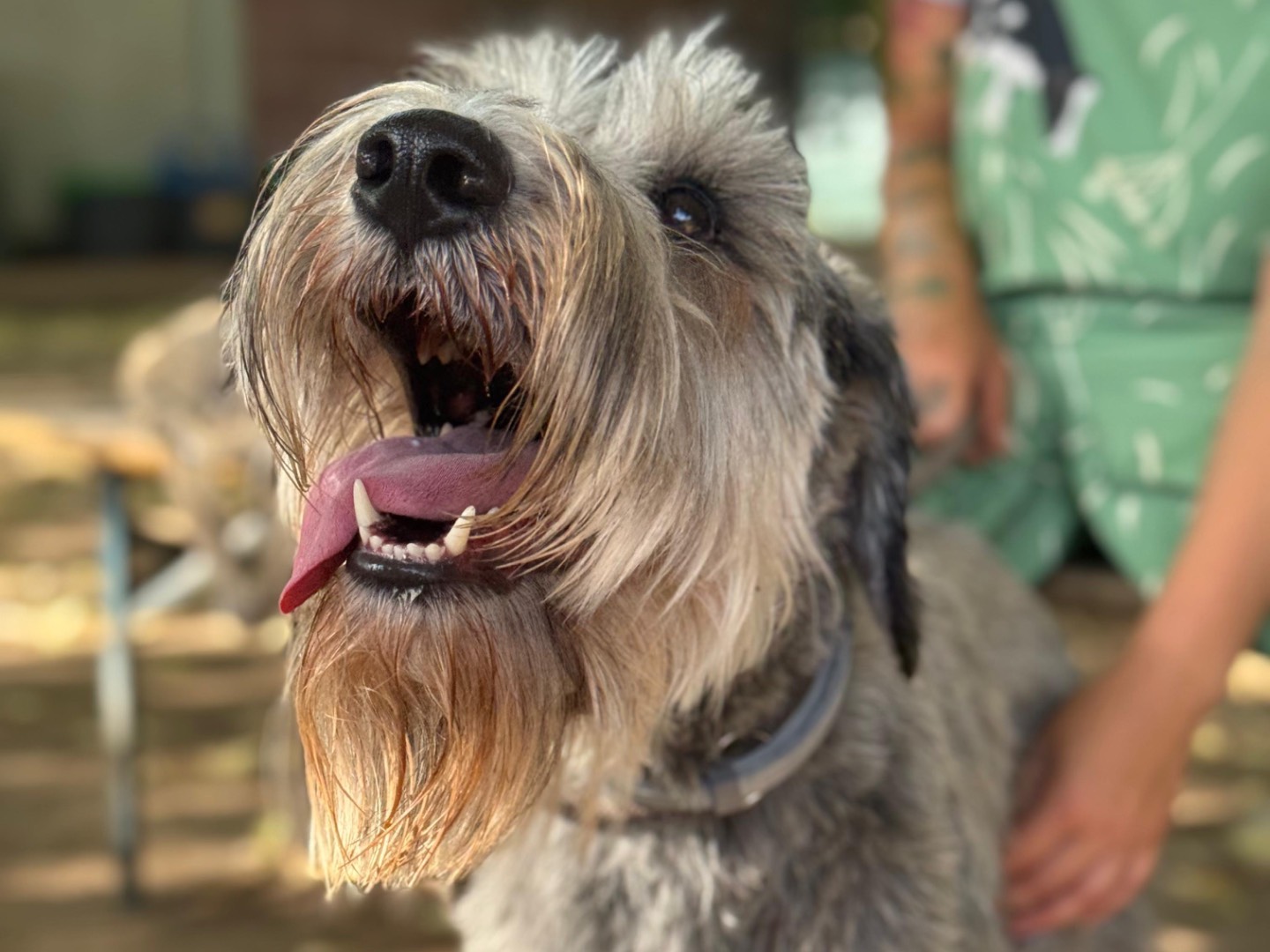 Adozione cane, maschio, Schnauzer Razza sconosciuta, 1 anno e 4 mesi, taglia media, Milano