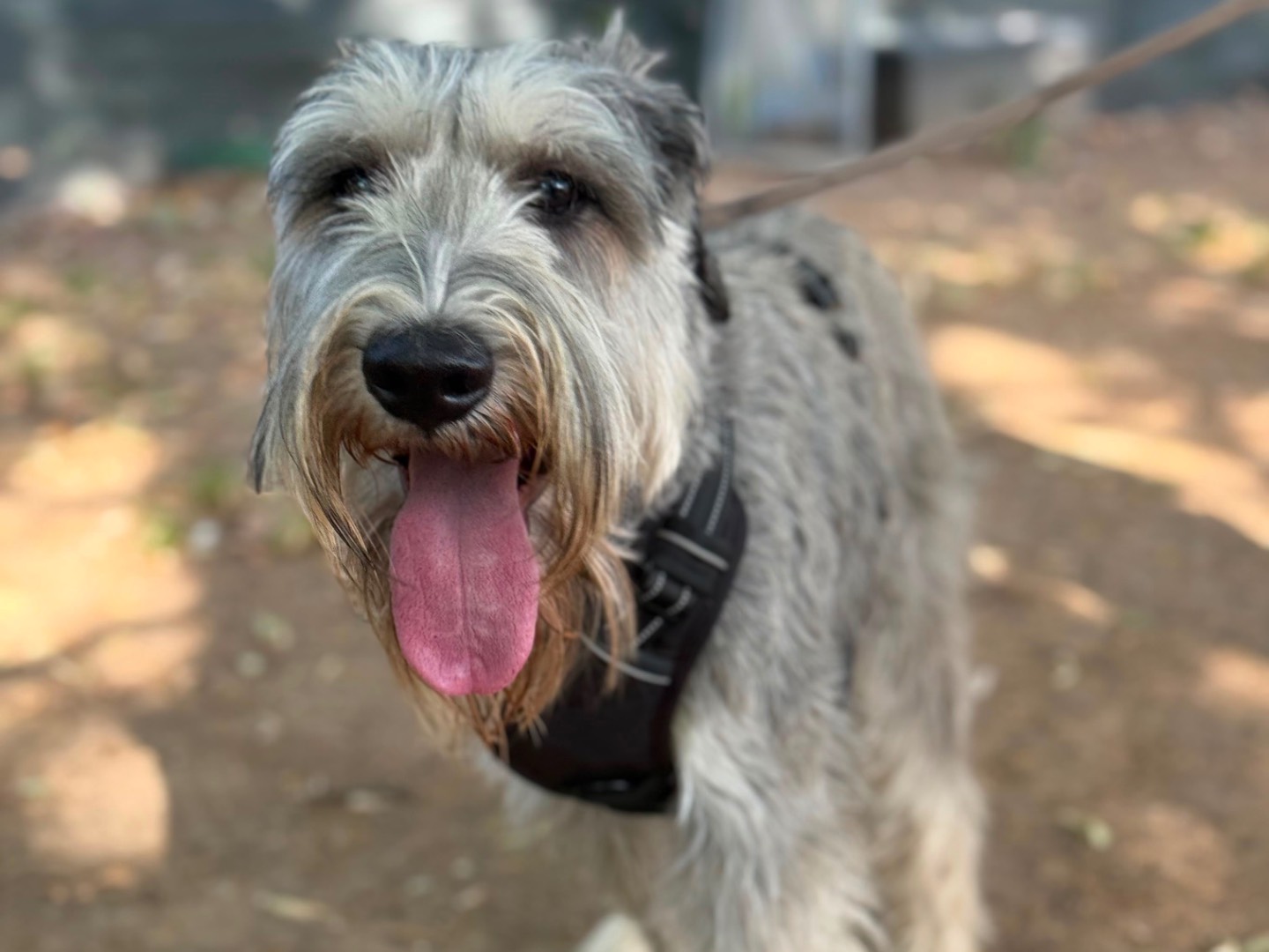Adotta un cane, maschio, 1 anno e 4 mesi, Milano