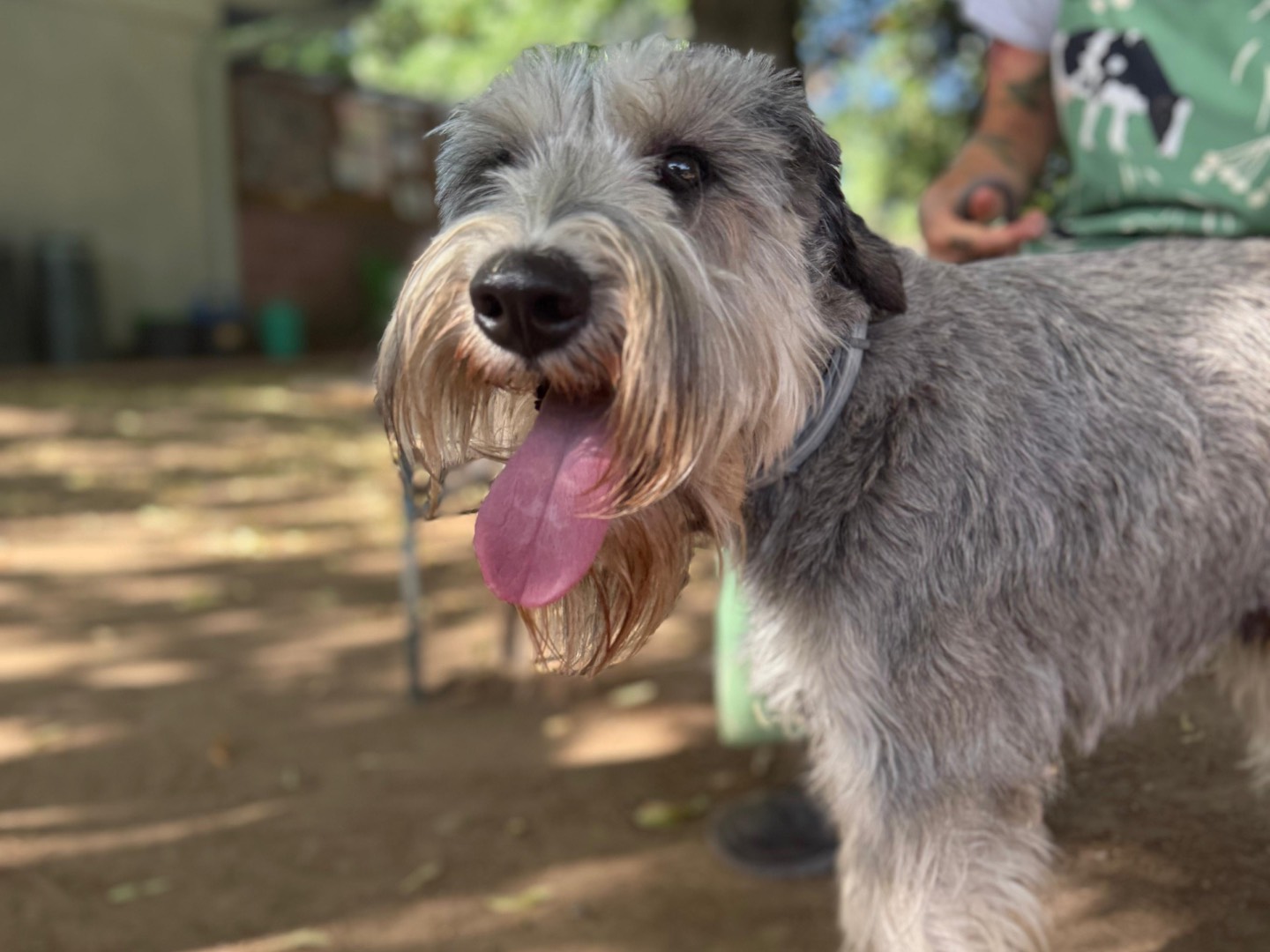 Adotta un cane, taglia media, maschio, Milano