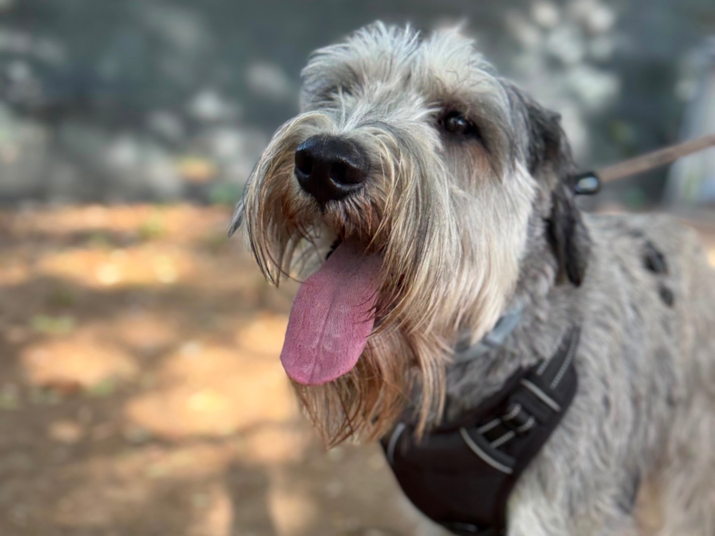 Vuoi adottare un cane a Milano?