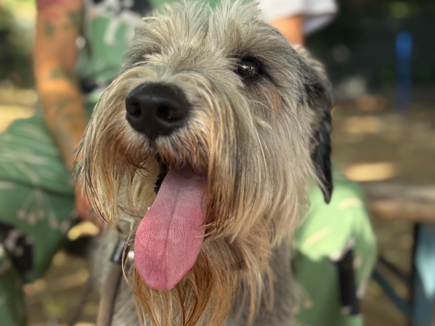 Adotta il cane Ade  a Milano