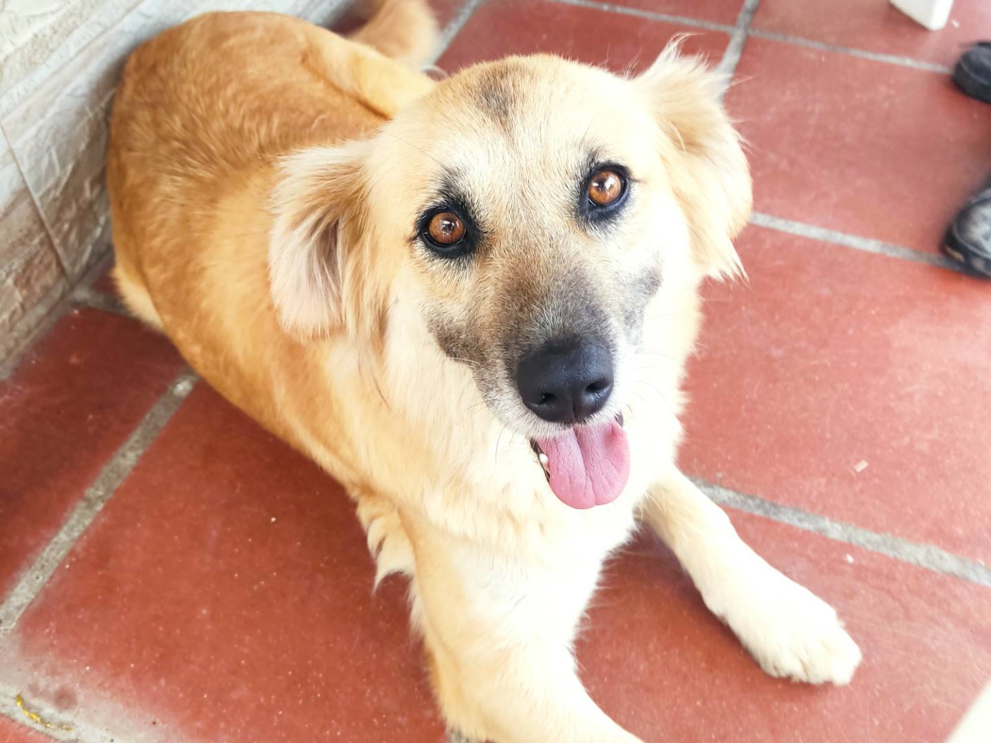 Adozione cane, femmina, Razza sconosciuta Razza sconosciuta, 4 anni e 1 mese, taglia media, Firenze