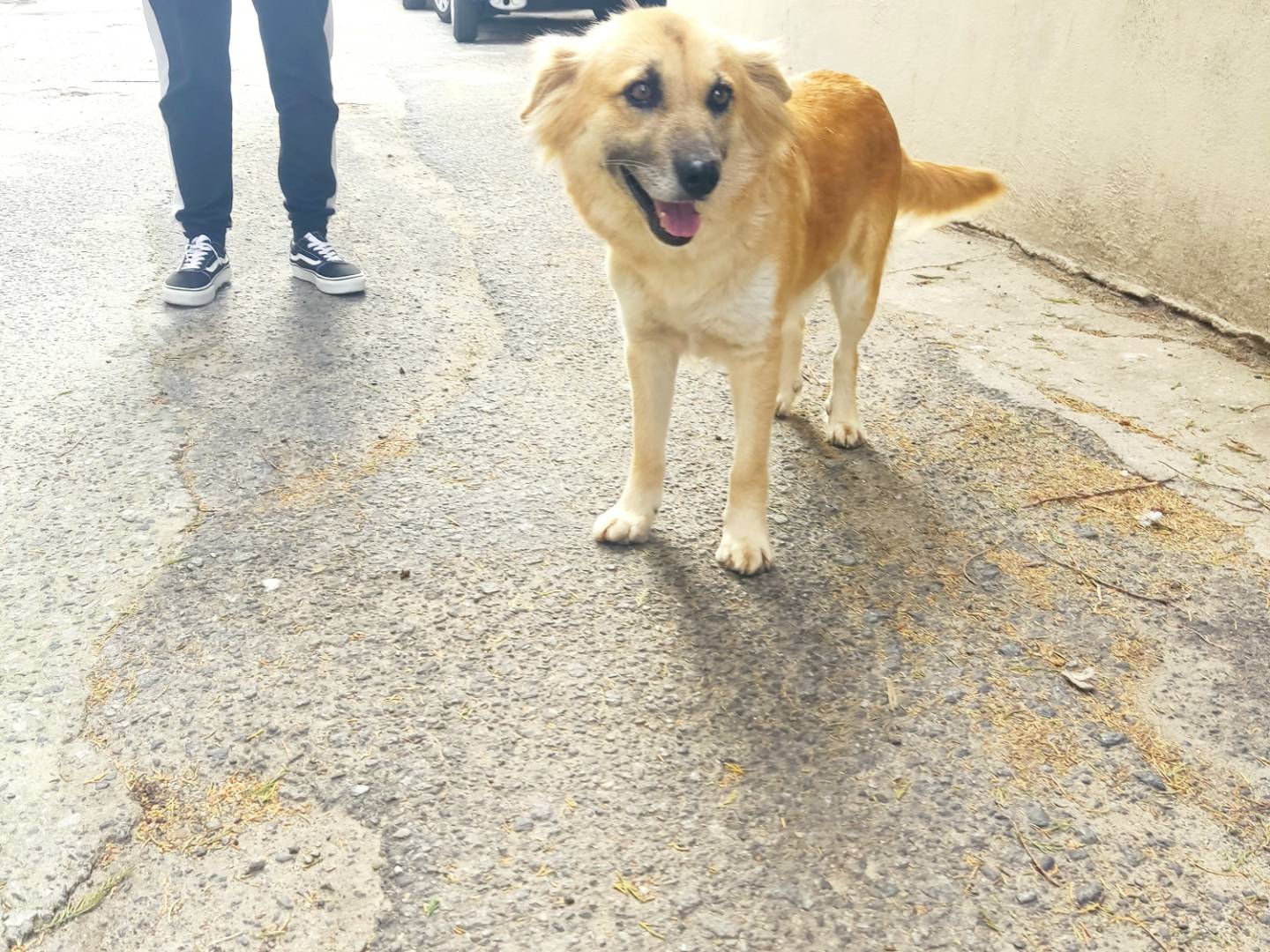 Adotta un cane, femmina, 4 anni e 1 mese, Firenze