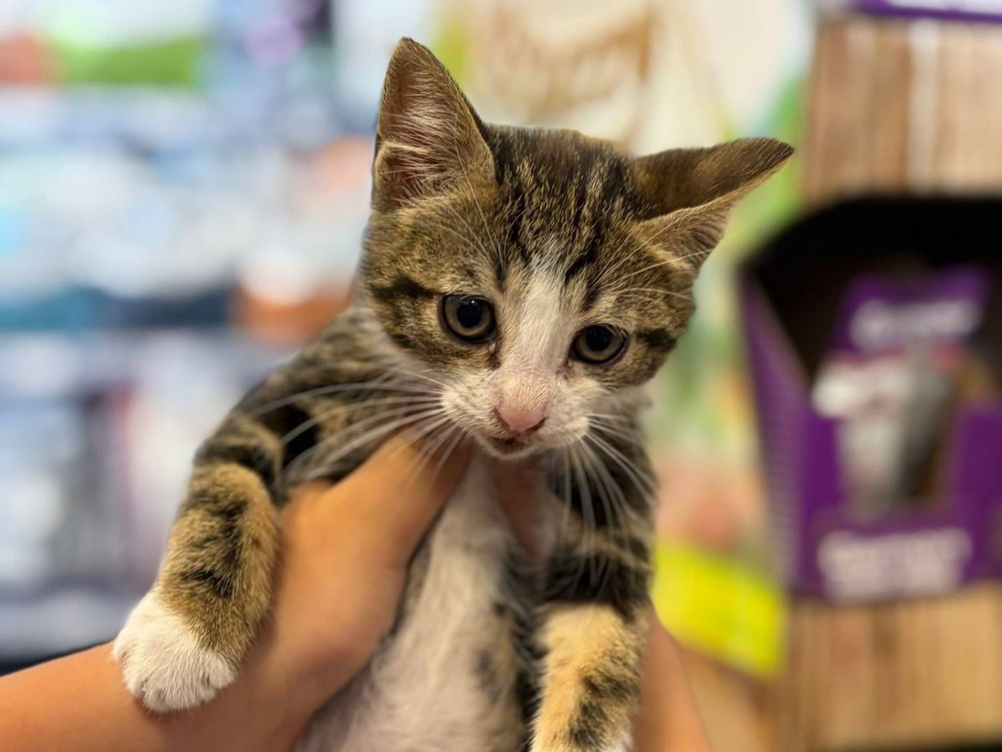 Adotta un gatto, femmina, 2 mesi, Latina