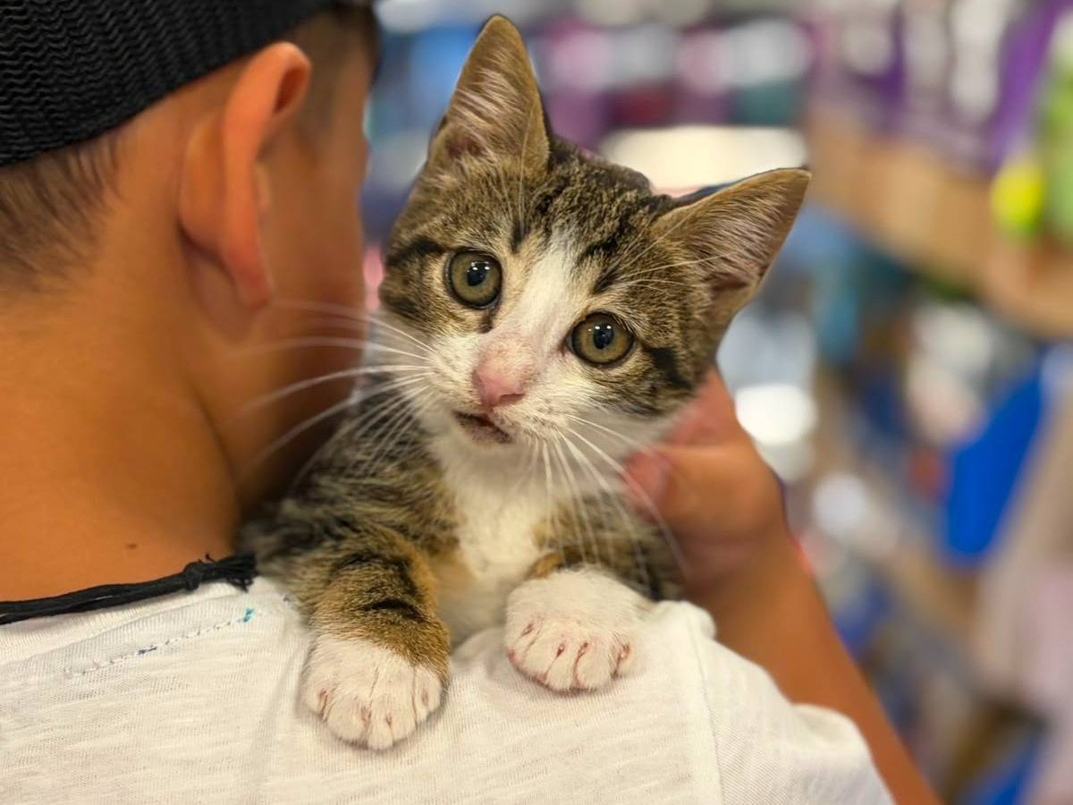 Adozione gatto, femmina, Razza sconosciuta Razza sconosciuta, 2 mesi, taglia non valida, Latina