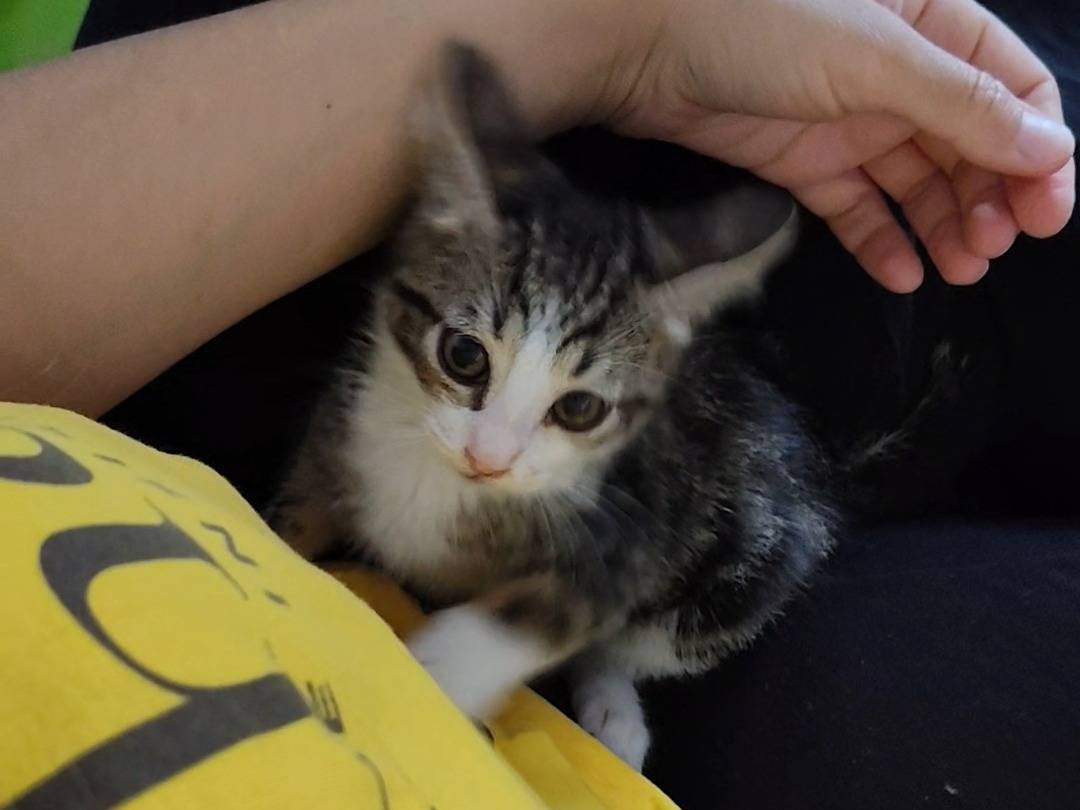 Adotta un gatto, taglia non valida, femmina, Latina
