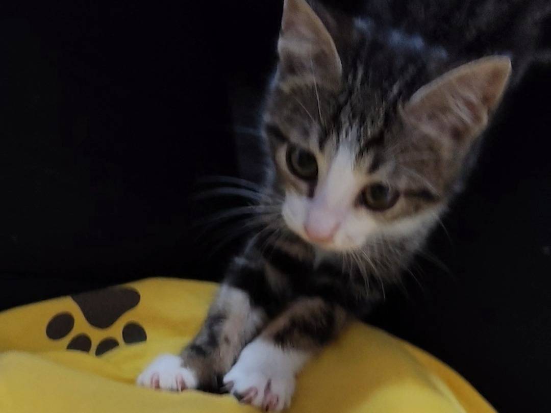 Vuoi adottare un gatto a Latina?